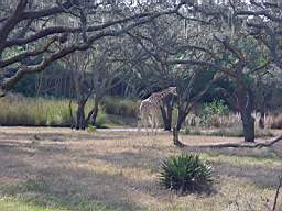 DSC00999.JPG