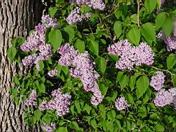 DSC00007.JPG