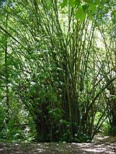 DSC00017.JPG